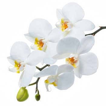 Стол обеденный Танго белый/Орхидея в Мотыгино - motygino.mebel54.com | фото